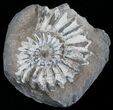 White Pleuroceras Ammonite - Germany #6161-1